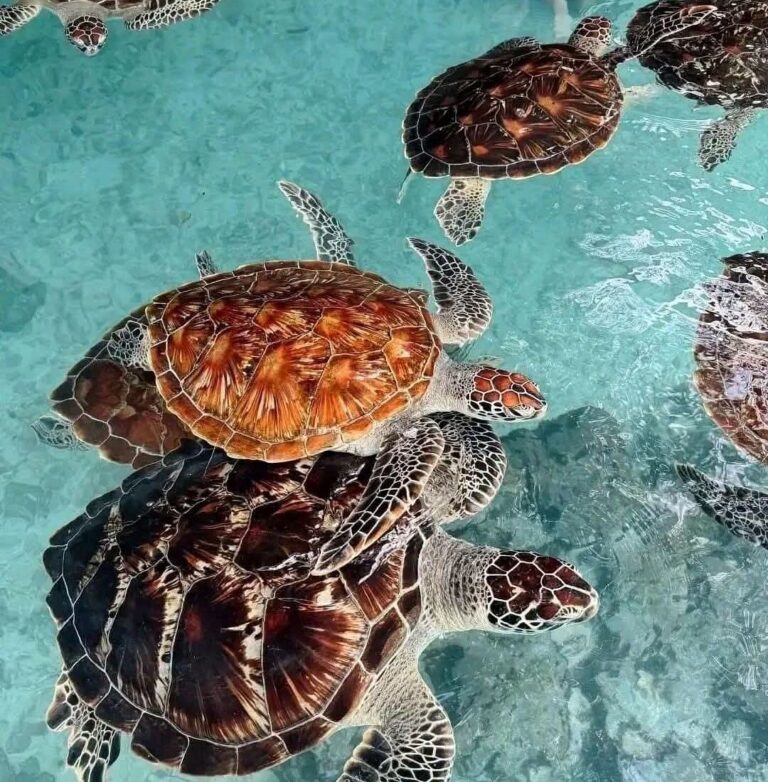 Baraka Aquarium in Zanzibar