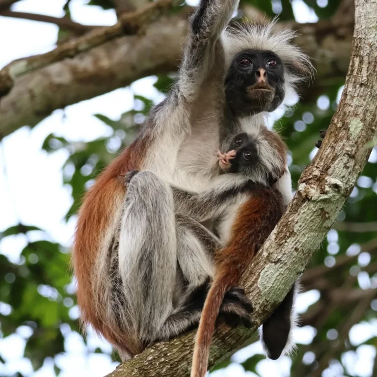 Jozani Forest in Zanzibar