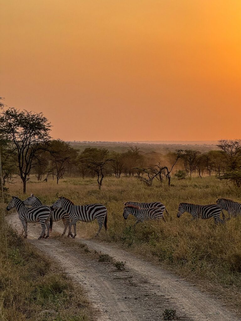 3 Days Serengeti and Ngorongoro in Zanzibar