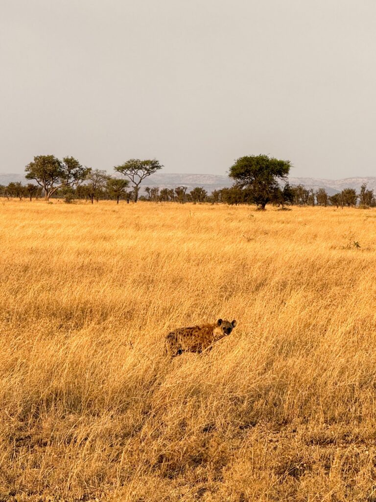3 Days Tarangire, Lake Manyara and Ngorongoro in Zanzibar